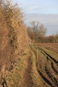 Path alongside field in winter